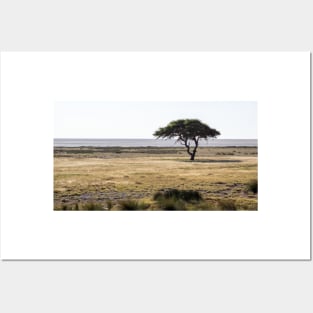 Acacia tree. Posters and Art